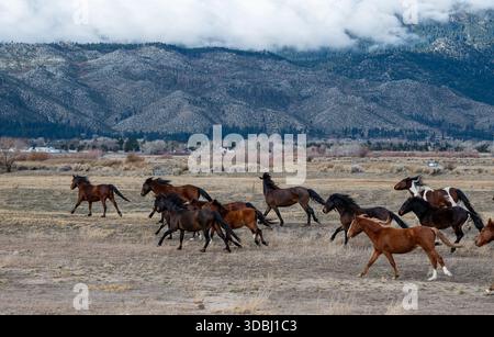 A herd of chestnut wild horses galloping near the Washoe Lake plain area on a cloudy winter morning with Carson mountains in the background. Stock Photo
