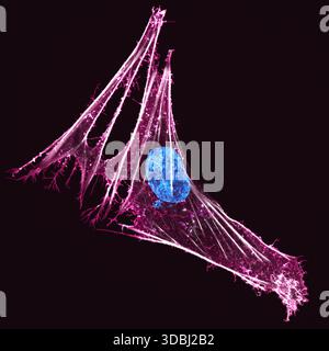 Super-resolution fluorescence micrograph of a primary brain-derived cell from a boa constrictor (Boa constrictor). Magnification: approximately x822 when printed at 10 cm wide (Objective: 63x). Stock Photo
