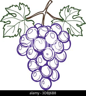 Detailed bunch of purple grapes hanging from a stem with two leafy vines. Stock Vector