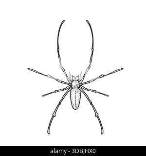 Golden silk orb weaver spider outline. Nephila insect in line art. Banana spider ink drawing. Hand drawn sketch engraving style vector illustration Stock Vector
