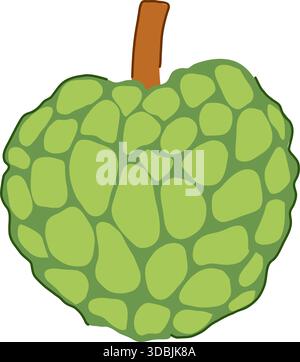 Custard apple fruit illustration on white background Stock Vector