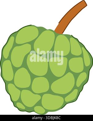 Custard apple fruit drawing illustration on white background Stock Vector