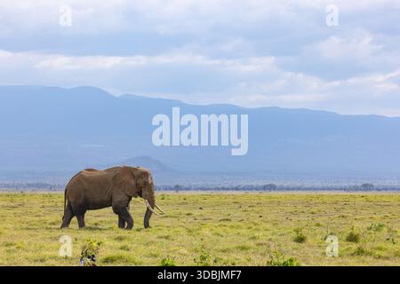 A tusker in the savanna of Amboseli National Park, Kenya Stock Photo
