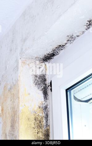 Black and yellow mold growing on a white wall near a window frame Stock Photo