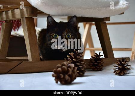 Cute domestic cat looking at the camera with big alert eyes indoor winter holiday portrait Stock Photo