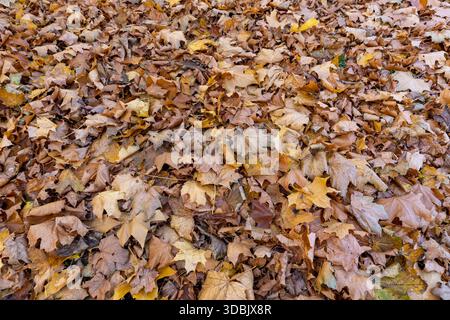 the old maple leaves that have long since fallen to the ground which have turned rusty orange, the grass and the ground strewn with maple leaves in th Stock Photo