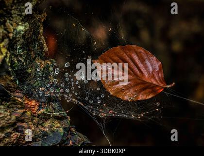 A fragile spiderweb covered in water droplets holds a brown autumn leaf, creating a beautiful and delicate natural detail. Abruzzo, Italy, Europe Stock Photo