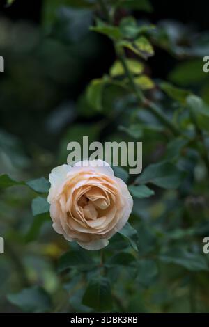 English pale rose in bloom on a stem seen up close Stock Photo - Alamy