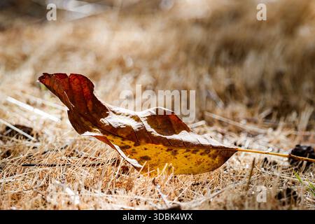 A solitary, brown and yellow autumn leaf viewed from the side, resting on a field of dry, sun-drenched golden grass with bright bokeh highlights in th Stock Photo