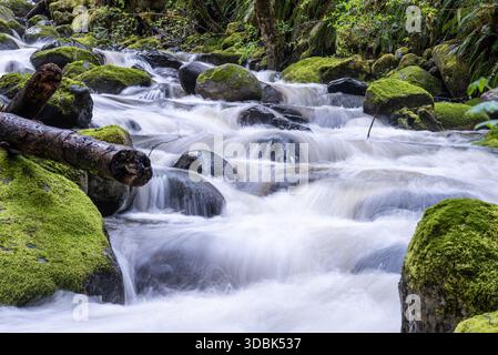View of the vibrant, rushing stream cascades over moss-covered rocks and fallen logs in a lush, emerald forest, Carbonado, Washington, United States. Stock Photo