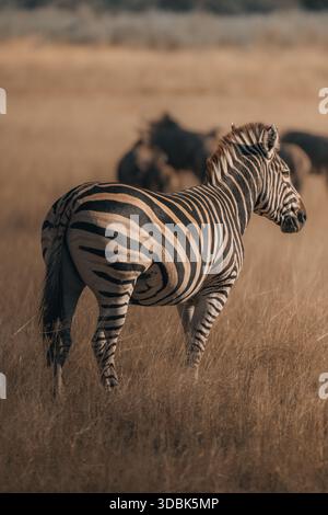View of a zebra standing amidst golden grasses, its striking black and white stripes contrasting with the blurred background of the African savanna, M Stock Photo