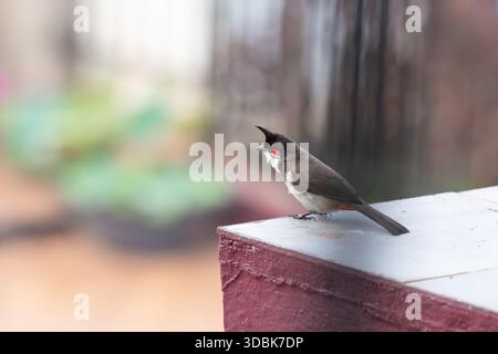 Red fronted bulbul bird sitting on a wall, Goa in South India, wildlife in urban environment, pycnonotus jocosus Stock Photo