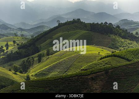 View of rolling hills painted in vibrant greens and shadows, creating a textured landscape under a soft, diffused light, Phu Tho, Phú Thọ, Vietnam. Stock Photo