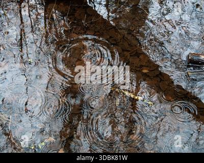 Raindrops creating ripples on a muddy water surface with reflections. Stock Photo