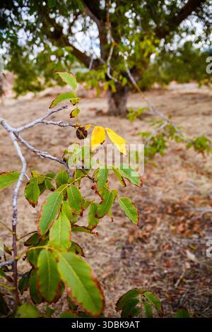 A close-up shot of a walnut tree branch showing a mix of vibrant green and yellow-tipped leaves, signifying the change of season in the dry landscape Stock Photo