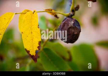 An extremely close-up view of a dark, shriveled walnut still on the branch next to a striking yellow leaf, capturing the final stage of the harvest se Stock Photo