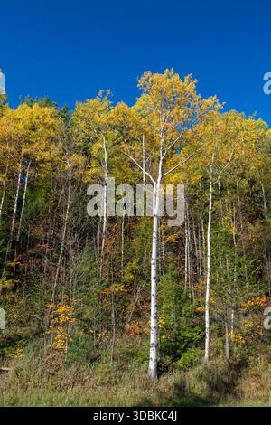 Aspens in fall, near Jeffonersonville, Vermont Stock Photo