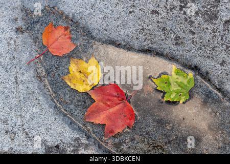 Fall color, Maple leaves in rocky pool of water, Rocky Gorge Scenic Area, Kancamagus Highway, New Hampshire Stock Photo
