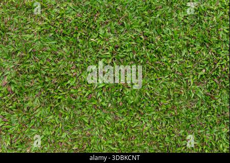 Lush green grass texture for nature background Stock Photo