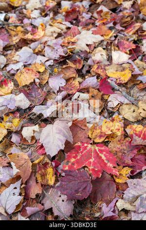 Autumn leaves on forest floor, near Rangeley, Maine Stock Photo