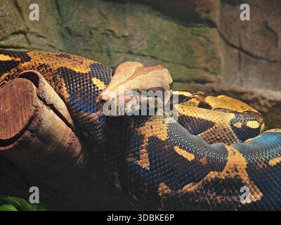 close up of a python resting on the branch under light in the zoo Stock Photo