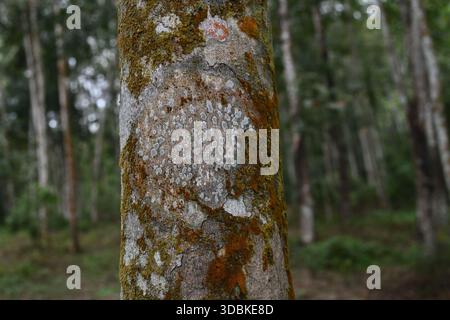 View of lichen, pogonatum, and algae growing on a rubber tree trunk surface while making unique patterns Stock Photo