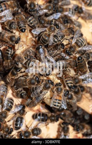 honey bees (apis melifera) in beehive Stock Photo