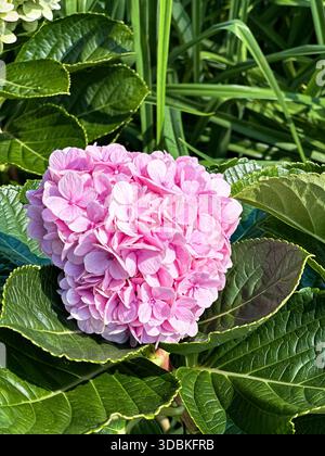 Close-up of hydrangea flower blooming in a lush green garden with soft natural light and blurred background. Stock Photo