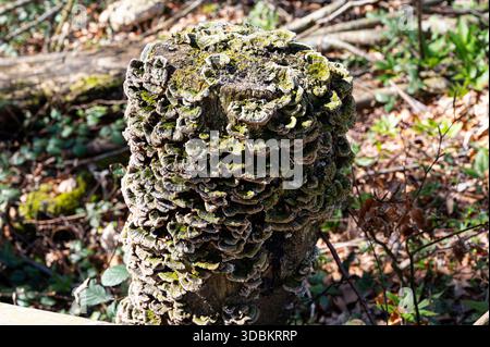 Filigree and artistic - A tree trunk covered in small tree fungi Stock Photo