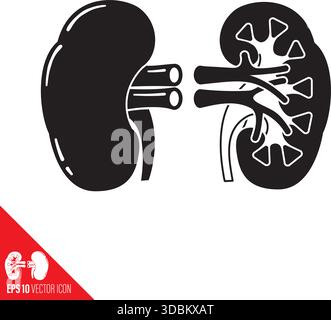 Simplified vector glyph icon of human kidney and cross-section for World Kidney Day Stock Vector