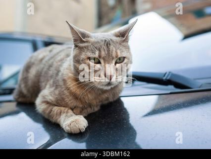Pretty gray cat resting on car hood looking in camera Stock Photo