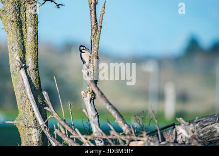 Great spotted woodpecker searches for insects on tree bark Stock Photo