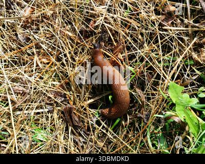 Red slug on dry grass and soil, sharply focused in natural habitat. Copyspace. Stock Photo