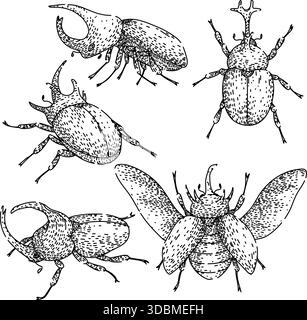 Rhinoceros beetle insect drawing black outline engraving style Stock Vector