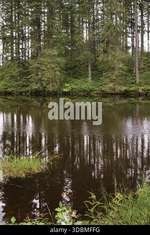 The Mathisleweiher, a small lake in the Eschengrundmoos Nature Reserve near Hinterzarten in the Black Forest, Germany, surrounded by pine forest. Stock Photo