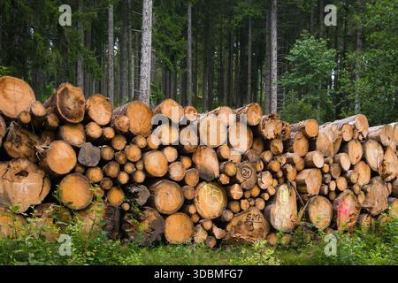A stack of cut timber logs with markings on them in the Black Forest, Germany, near Hinterzarten; pine trees in background. Stock Photo