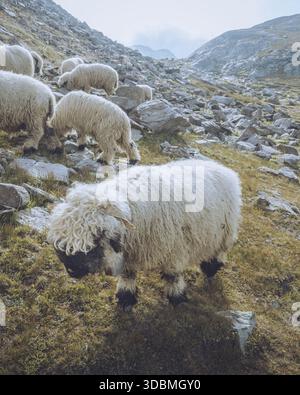 View of fluffy Valais Blacknose sheep graze on a rocky slope under a misty sky, their dark faces contrasting with their woolly bodies, Zermatt, Valais Stock Photo