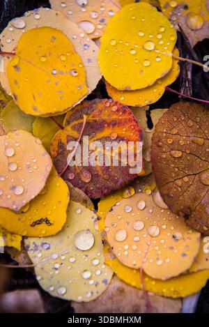 Close up of colorful aspen leaves on the ground with raindrops Stock Photo