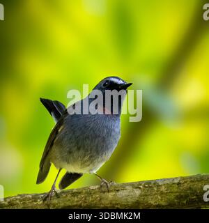 A small bird with dark plumage and a bold white eye-stripe perches gracefully on a branch, set against a lush green and yellow bokeh background. Stock Photo