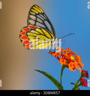 A close-up of a striking yellow butterfly with black veins and red-edged wings perched delicately on a vivid orange-red flower. Stock Photo