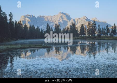 View of a serene lake reflecting the majestic, jagged mountains framed by tall, dark green trees under a clear sky, Lago di Antorno, Veneto, Italy. Stock Photo
