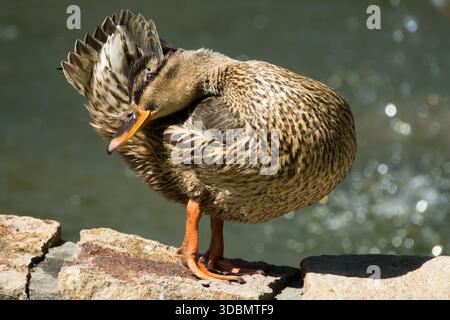Female Mallard Duck Preening Feathers Anas platyrhynchos Stock Photo