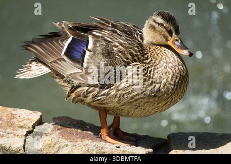 Wild Mallard Duck female, Anas platyrhynchos Stock Photo