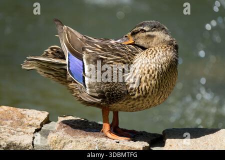 Wild Duck Sleeping Anas platyrhynchos Stock Photo