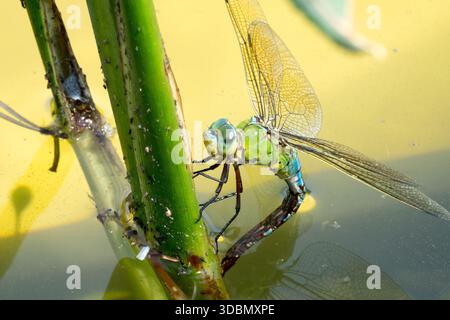 Female Emperor Dragonfly laying eggs in water Anax imperator pond Stock Photo