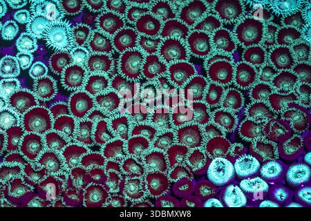 View of vibrant red and teal coral polyps clustered together in an underwater world, creating a mesmerizing display of color and texture, Mumbai, Maha Stock Photo