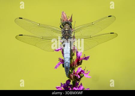 Black tailed skimmer dragonfly wings Perching Insect on flower Stock Photo