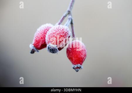 Three Rosehips In Winter Hoarfrost Stock Photo