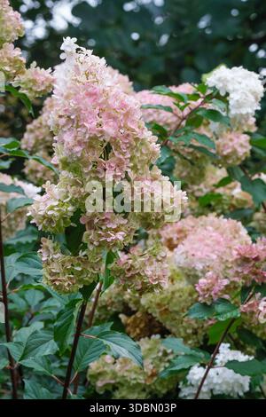 Hydrangea paniculata Vanille Fraise, Hydrangea paniculata Renhy, cone-shaped flowers that emerge creamy white, turn pink, deepen to rich raspberry-red Stock Photo