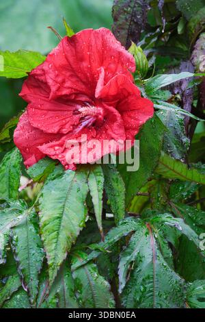 Hibiscus moscheutos Carousel Red Wine, Hibiscus moscheutos Tahi61, rose mallow Carousel Red Wine, dark purple foliage and striking deep red flowers, Stock Photo
